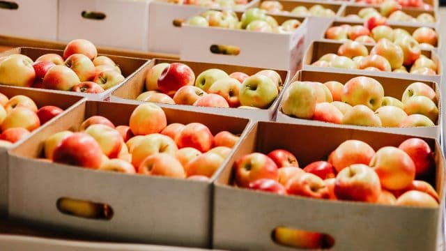 Äpfel im Überfluss: Ernte 2025 übersteigt Millionentonnen-Marke