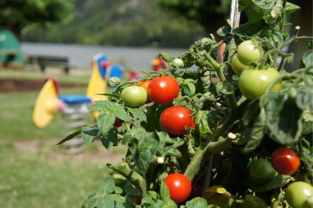 Start frei ins Gartenjahr