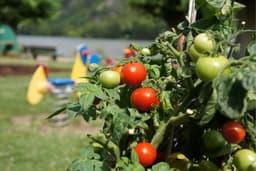 Start frei ins Gartenjahr