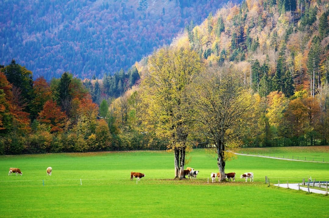 Naturlandschaften und Kulturerbe: Was Baden-Württemberg als Reiseziel auszeichnet