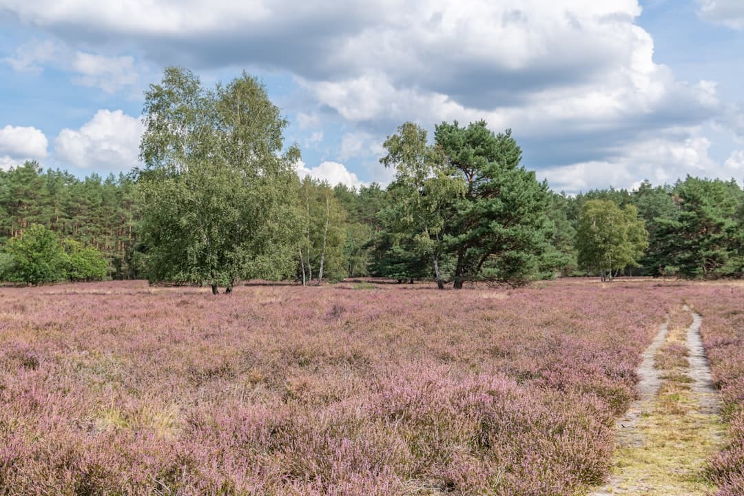 Wandern in Niedersachsen: Naturpfade zwischen Heidekraut, Harz und Küste